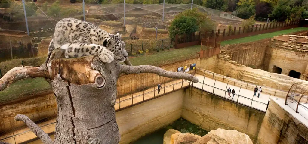 doué la fontaine zoo