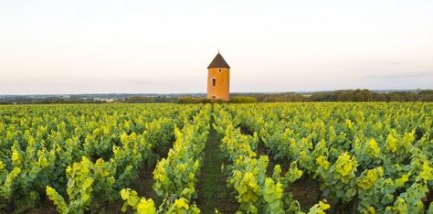 Événement « Vignobles en Scène » dans le Vignoble Nantais